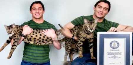 an american cat did Guinness record 