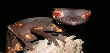shocking information about the leaf tailed snake that looks like tree leaf