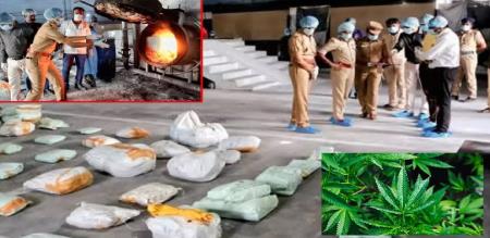 337 kg of cannabis destroyed Cannabis seized for 7 years Do you know its value