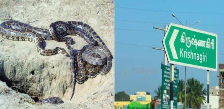 6 pythons measuring 10 feet long