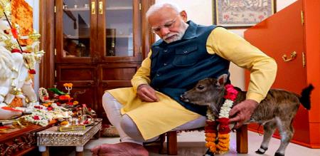 A welcome new member to our home Prime Minister Modi played with a calf