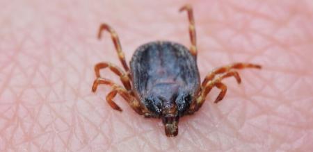 High prevalence 6 months Tick borne fever increasing in Tamil Nadu Important announcement from Health Department