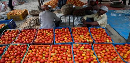 tomato price decrease